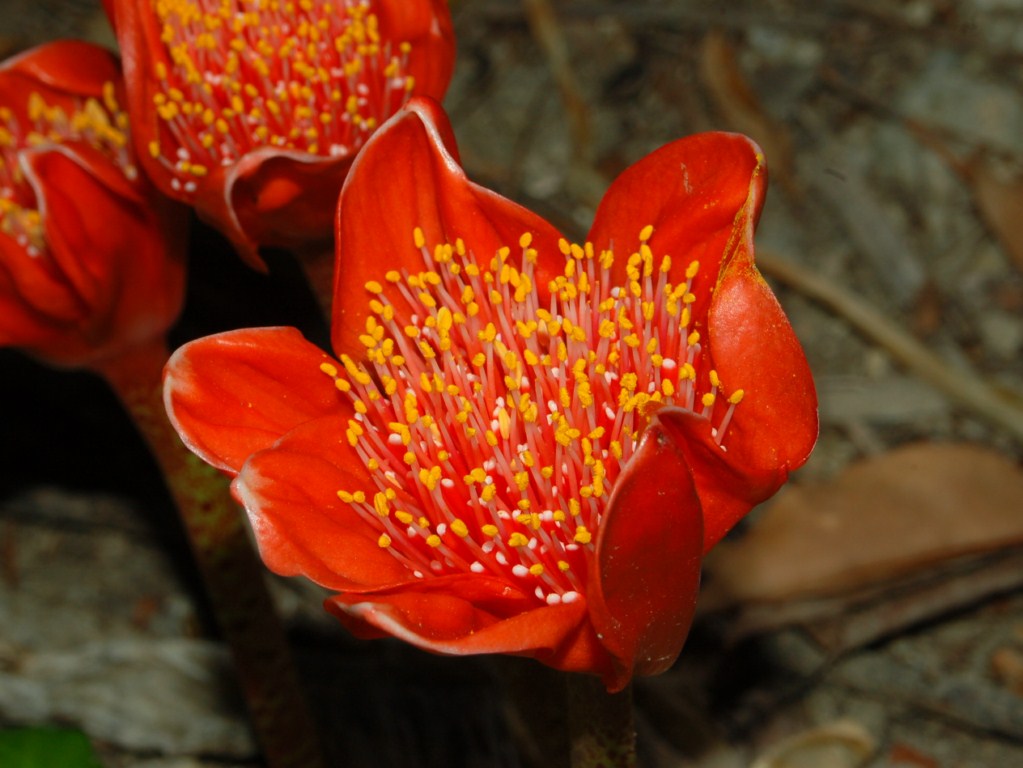 Ancora dei bei fiori rossi - Haemanthus coccineus